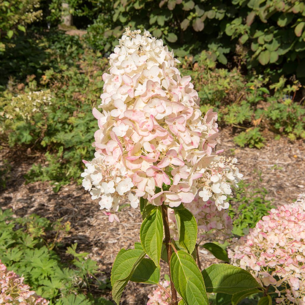 Hortensia paniculata Silver Dollar - Hydrangea paniculata
