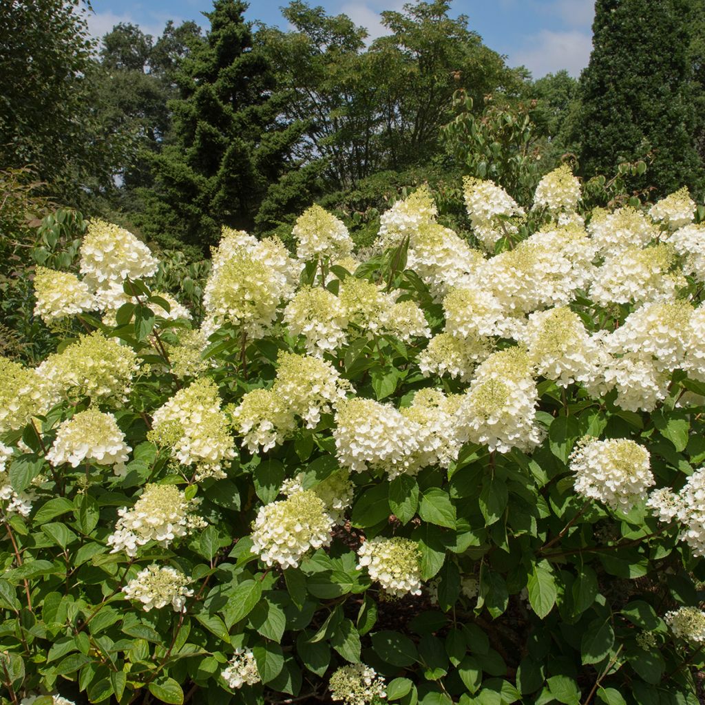 Hortensia paniculata Silver Dollar - Hydrangea paniculata
