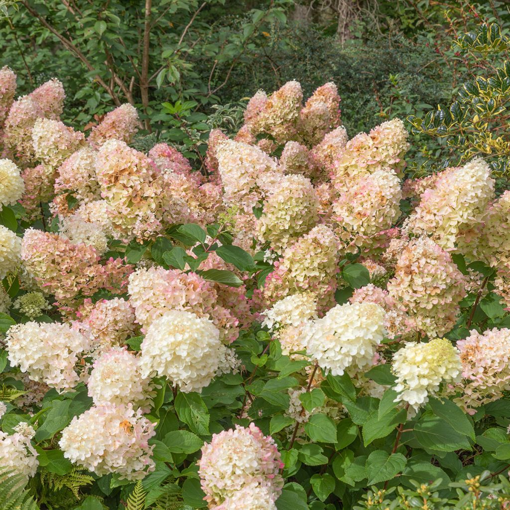 Hortensia paniculata Silver Dollar - Hydrangea paniculata