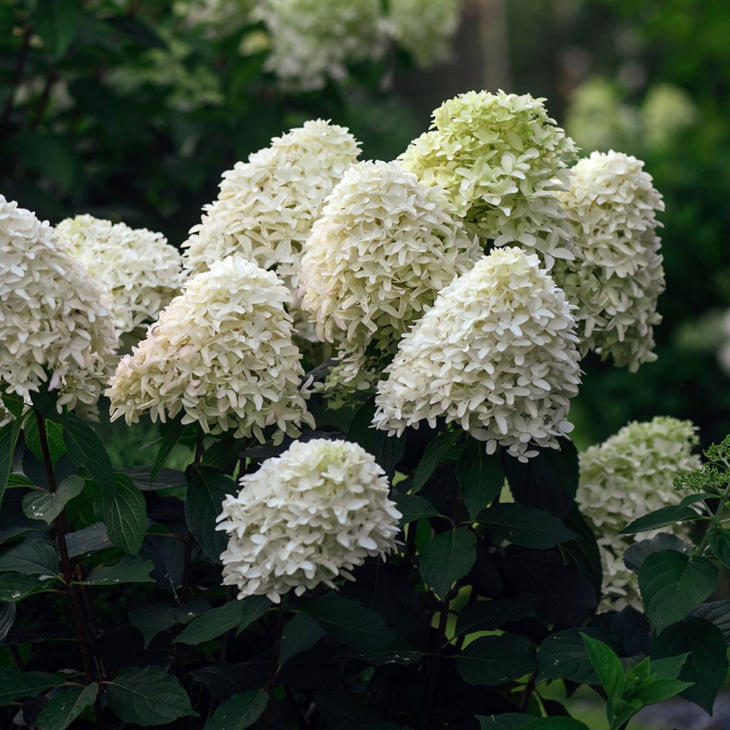 Hortensia paniculata Skyfall - Hydrangea paniculata