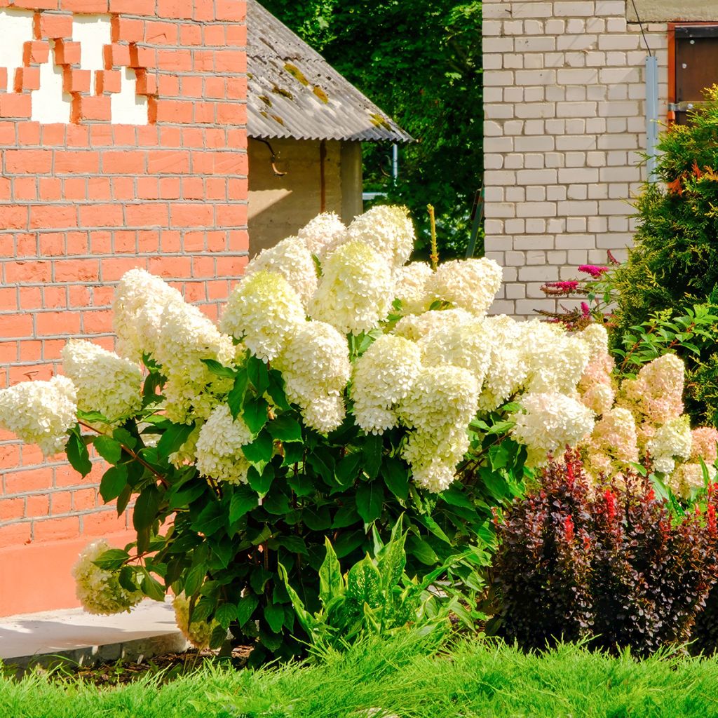 Hortensia paniculata Sundae Fraise - Hydrangea