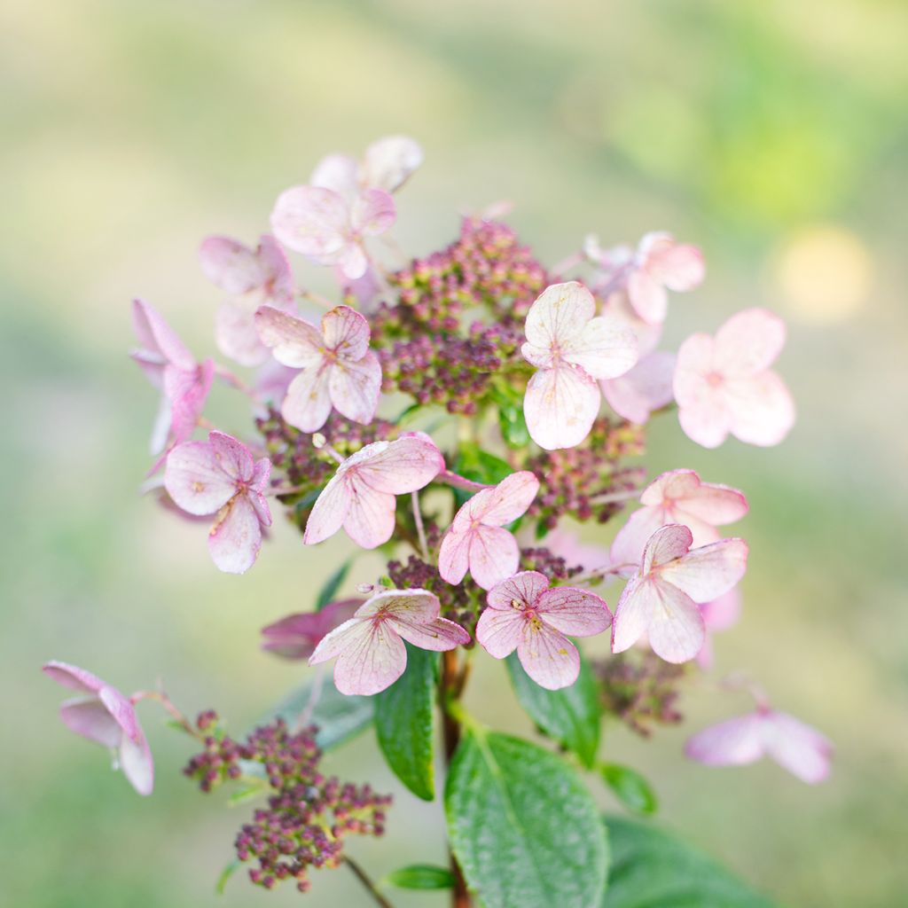 Hortensia paniculata Wim's Red - Hydrangea paniculata