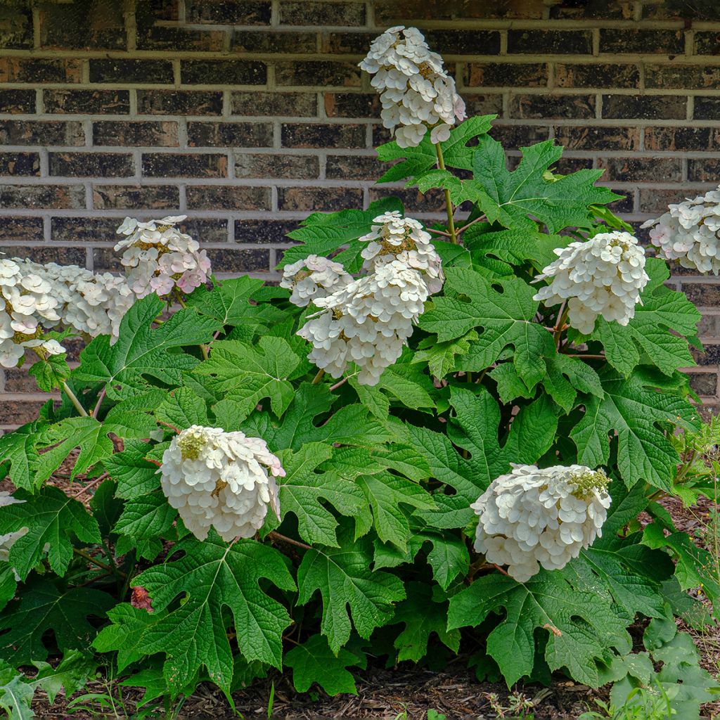 Hortensia quercifolia Alice - Hydrangea de hoja de roble