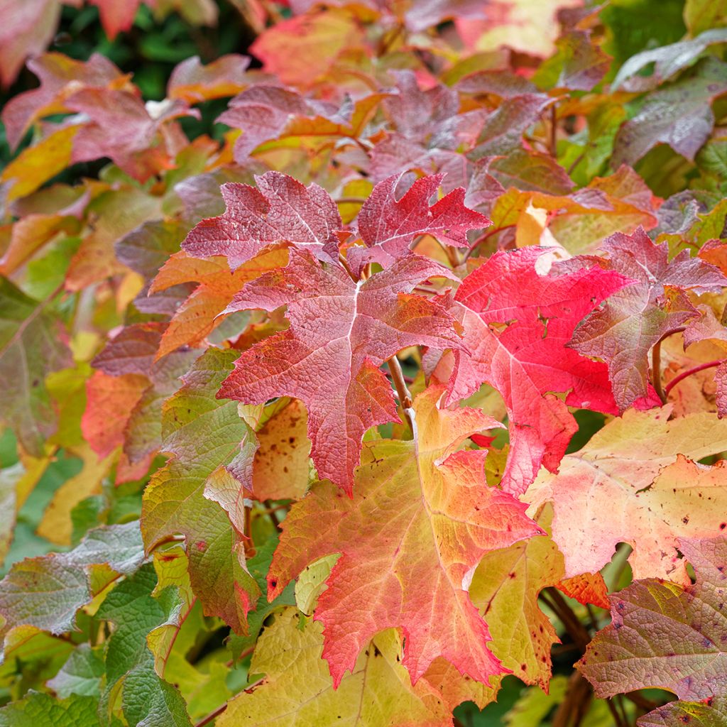 Hortensia quercifolia Alice - Hydrangea de hoja de roble