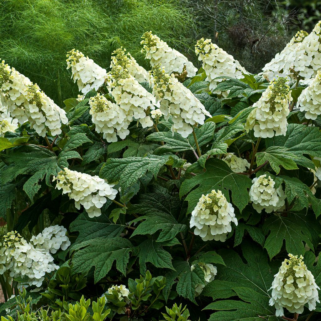 Hortensia quercifolia Jetstream - Hortensia de hoja de roble