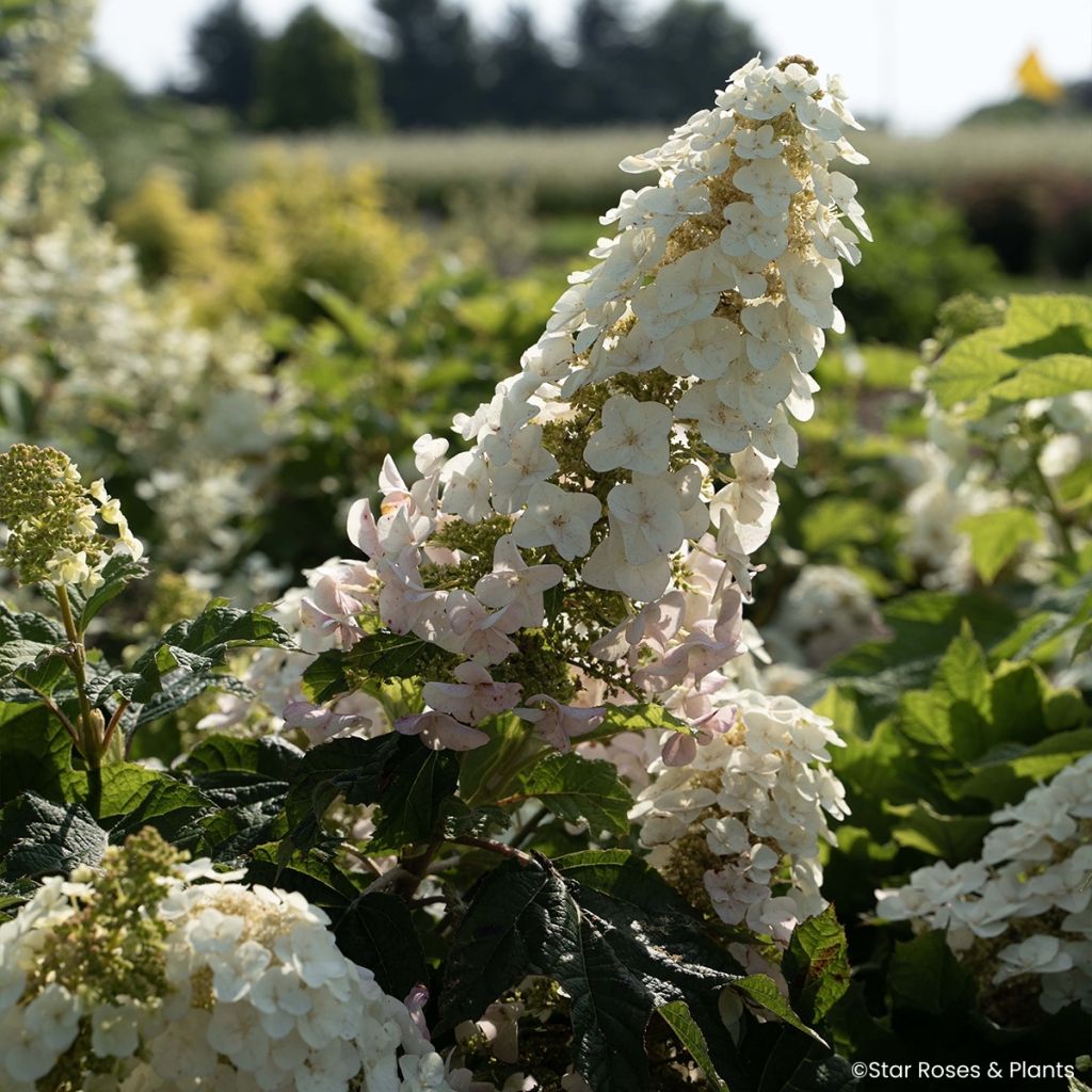 Hydrangea quercifolia Little Yeti - Hortensia de hoja de roble