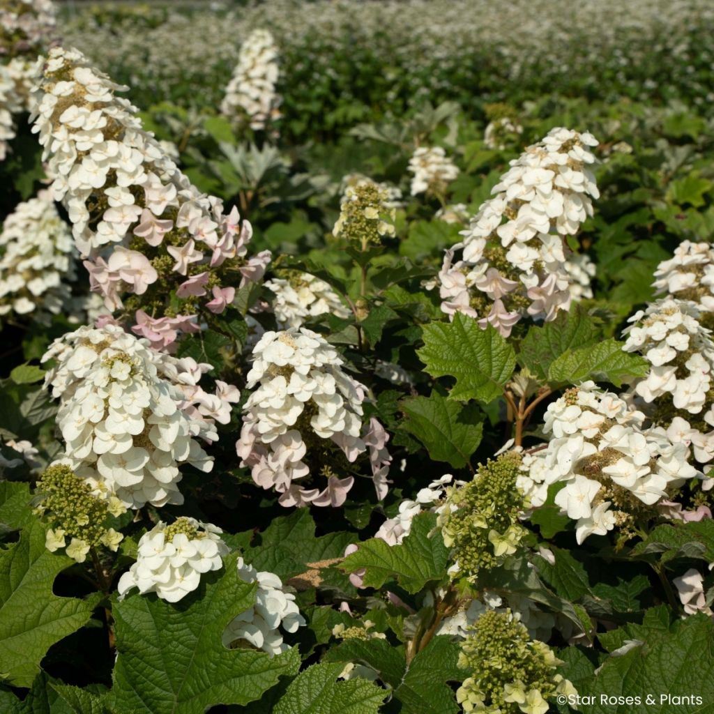 Hydrangea quercifolia Little Yeti - Hortensia de hoja de roble
