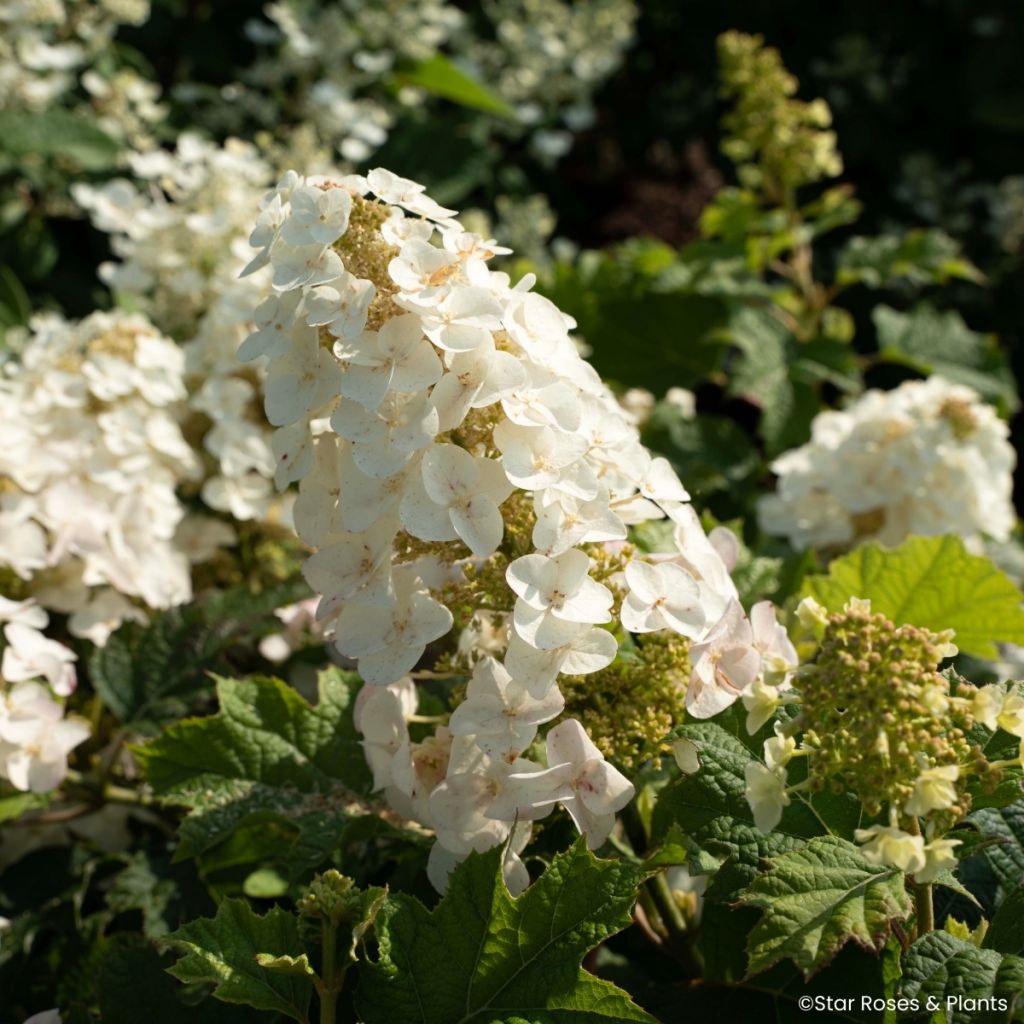 Hydrangea quercifolia Little Yeti - Hortensia de hoja de roble
