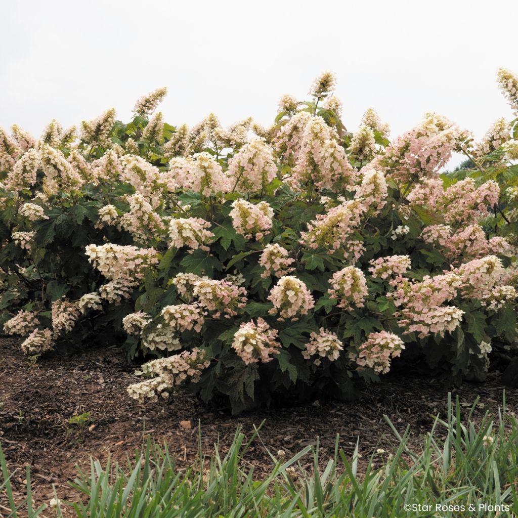 Hydrangea quercifolia Little Yeti - Hortensia de hoja de roble