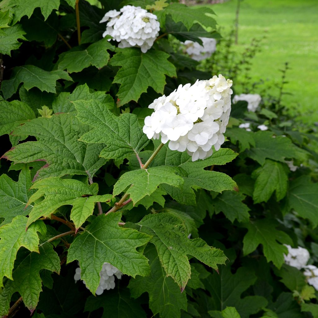 Hortensia quercifolia Snow Queen - Hortensia de hoja de roble
