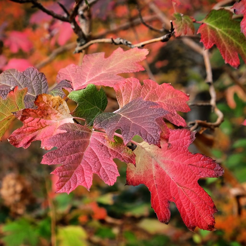 Hortensia quercifolia Snow Queen - Hortensia de hoja de roble