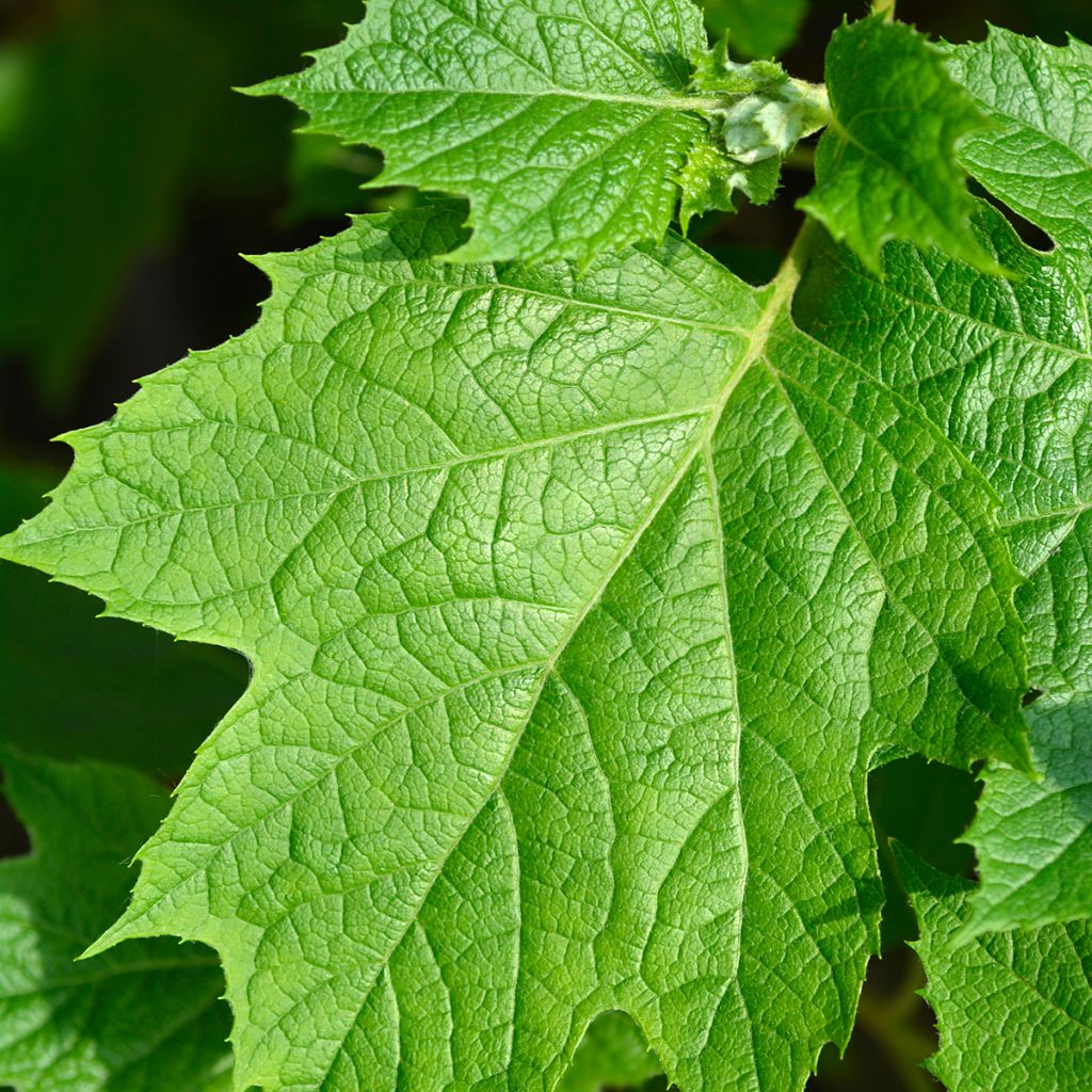 Hortensia quercifolia Snowflake - Hortensia de hoja de roble