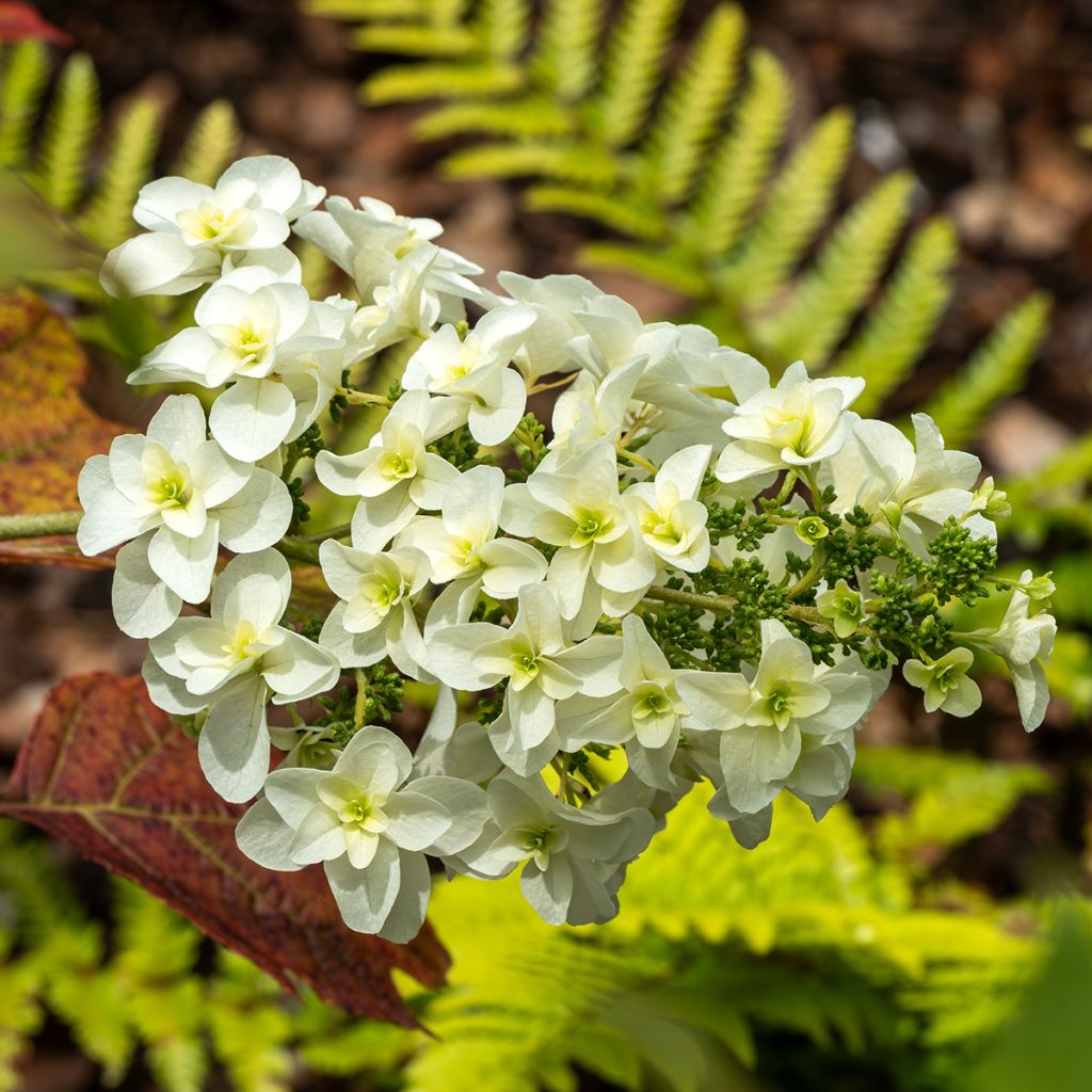 Hortensia quercifolia Snowflake - Hortensia de hoja de roble