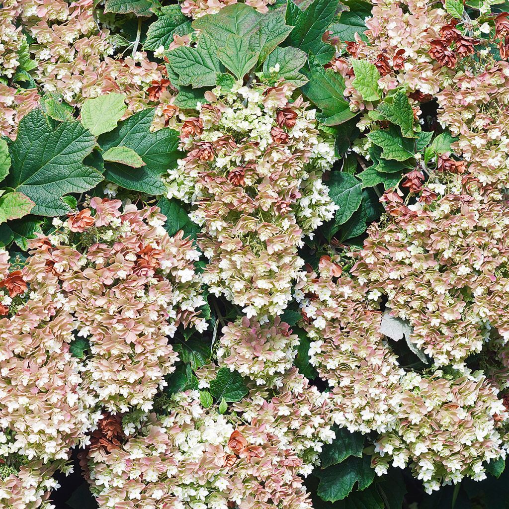 Hortensia quercifolia Snowflake - Hortensia de hoja de roble