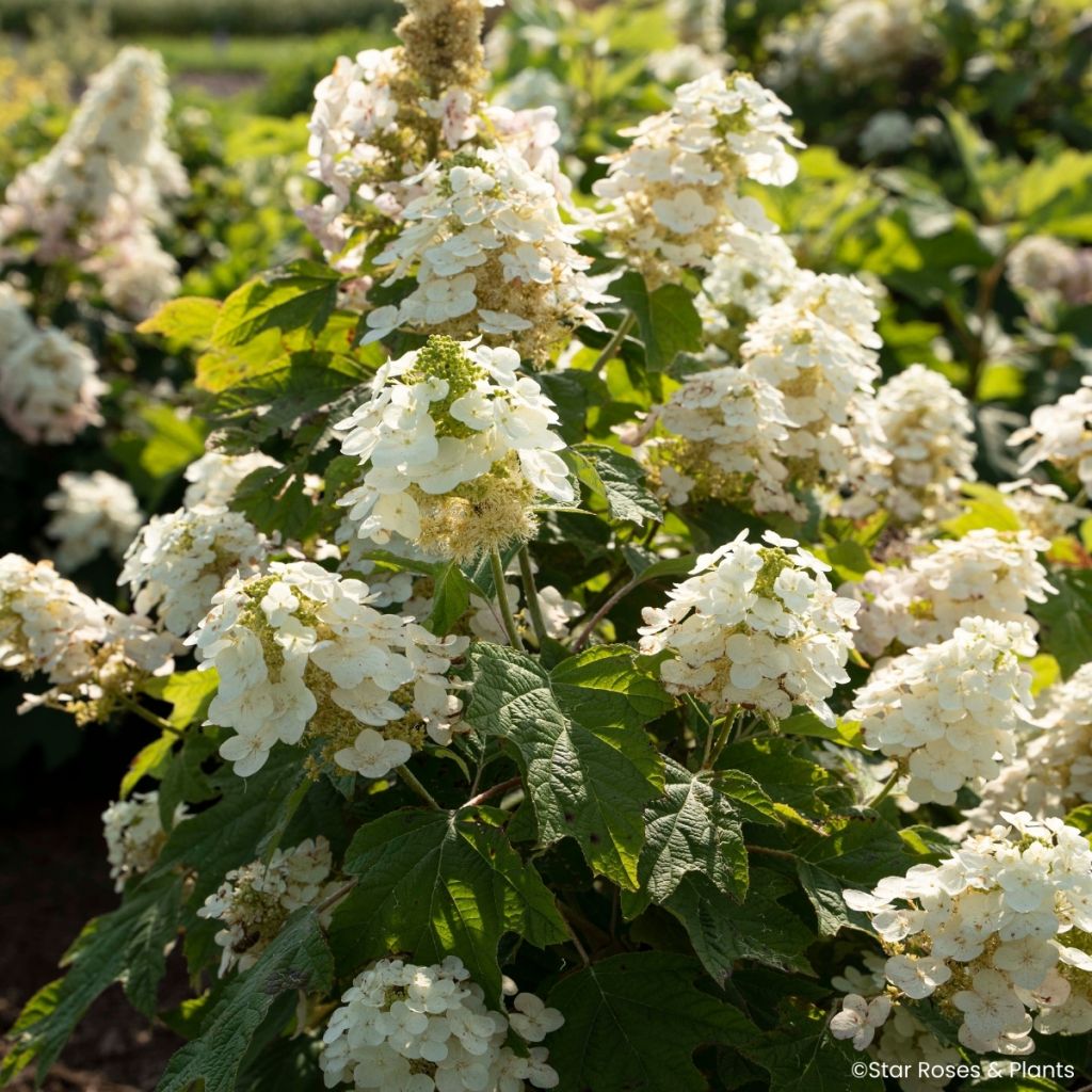 Hydrangea quercifolia Yeti - Hortensia de hoja de roble