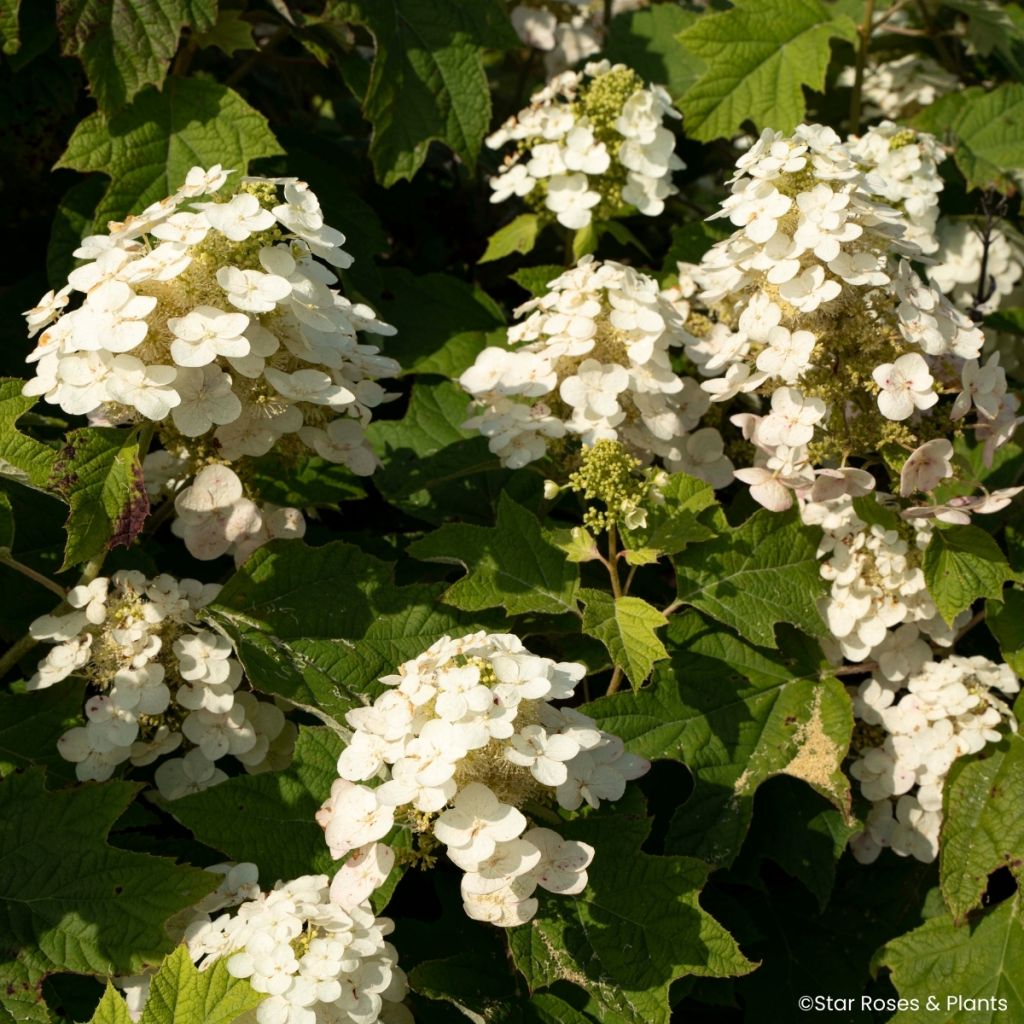 Hydrangea quercifolia Yeti - Hortensia de hoja de roble