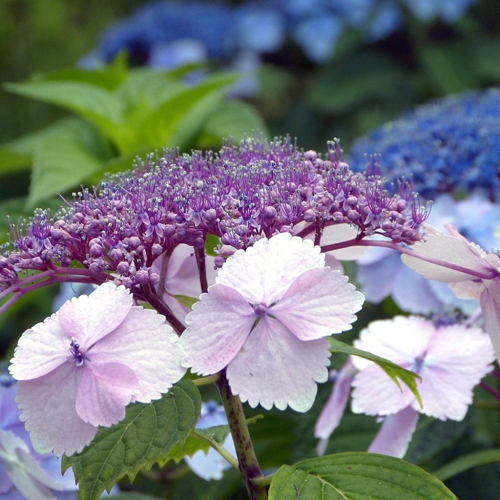 Hortensia serrata Klaveren - Hydrangea