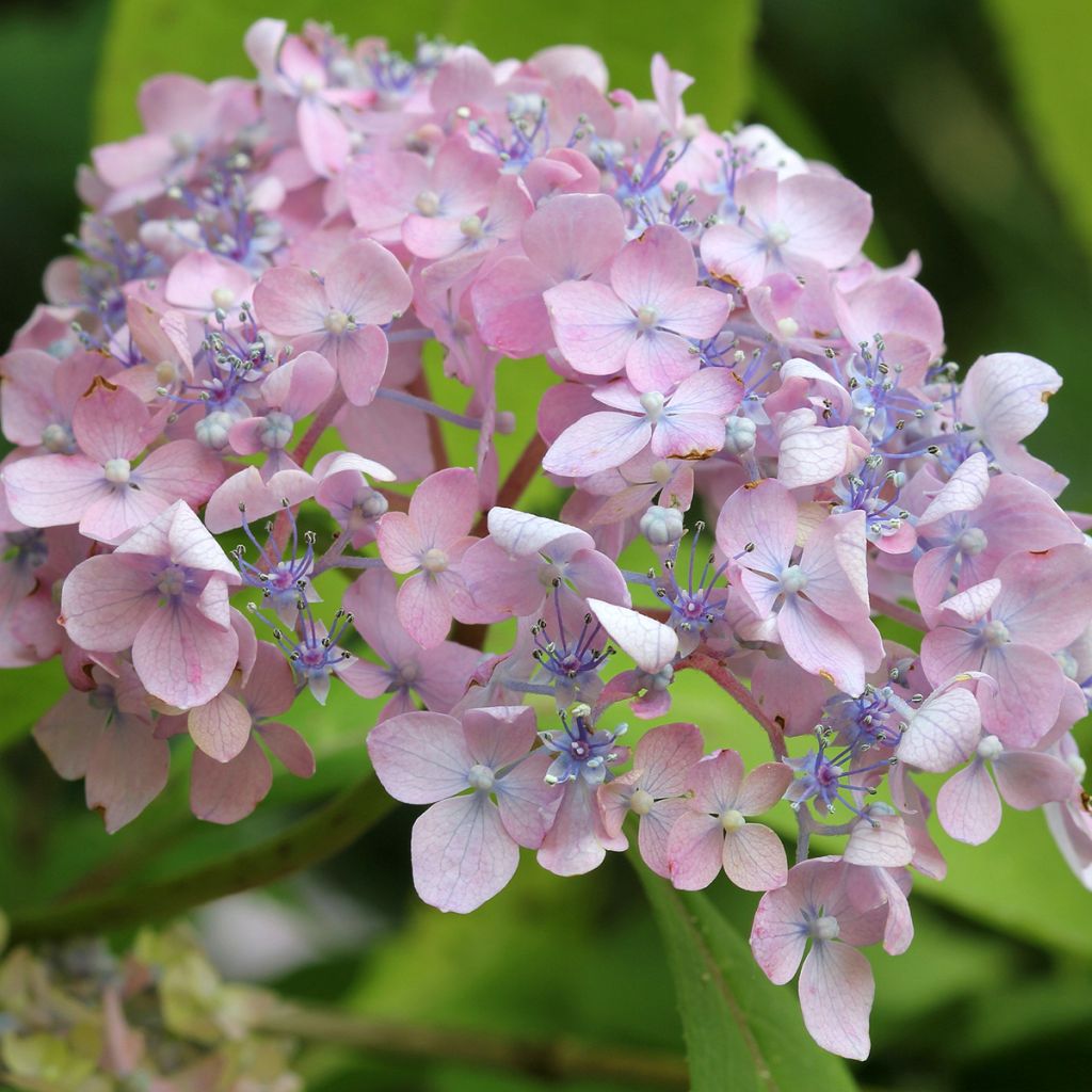 Hortensia macrophylla Spreading beauty - Hydrangea
