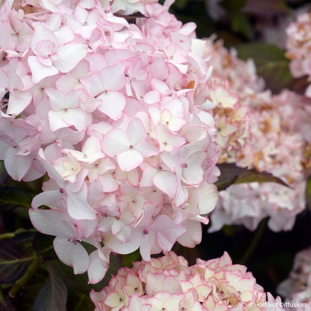 Hydrangea macrophylla Dolce France - Hortensia