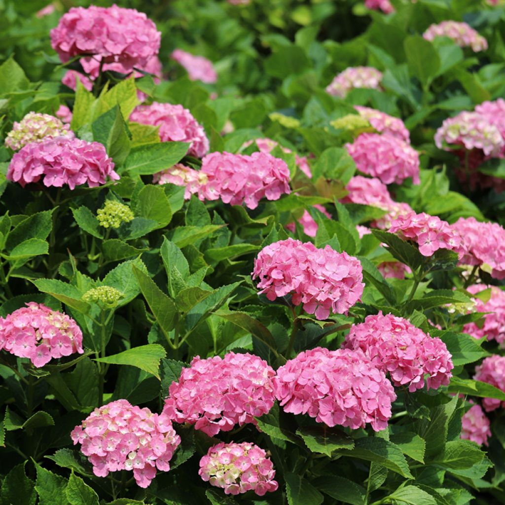Hortensia macrophylla Dutch Ladies Selma - Hydrangea