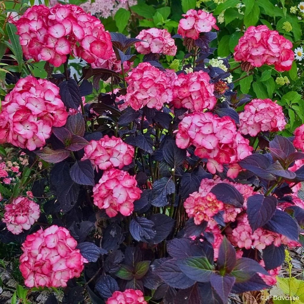 Hydrangea Black Velvet Darbi - Hortensia 