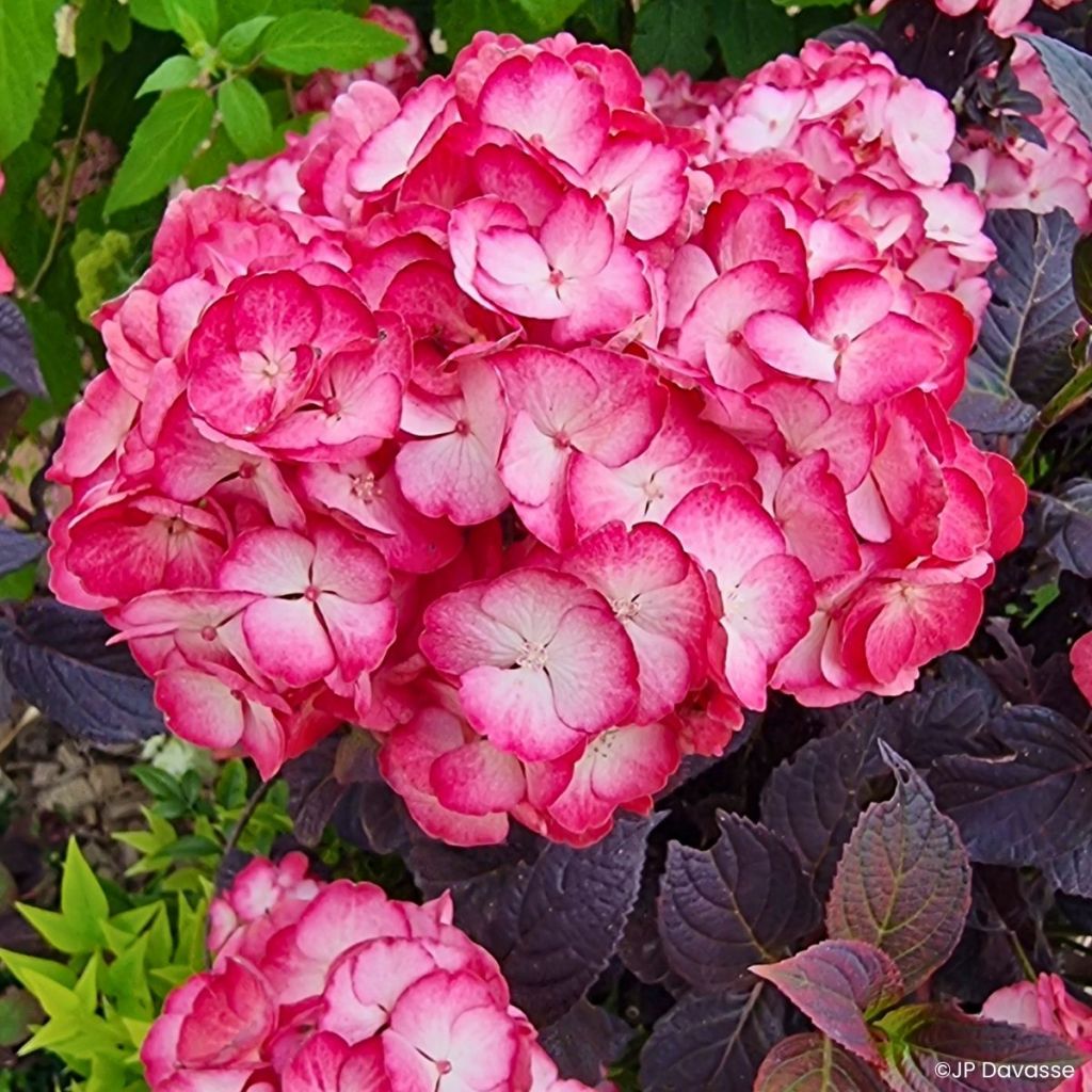 Hydrangea Black Velvet Darbi - Hortensia 
