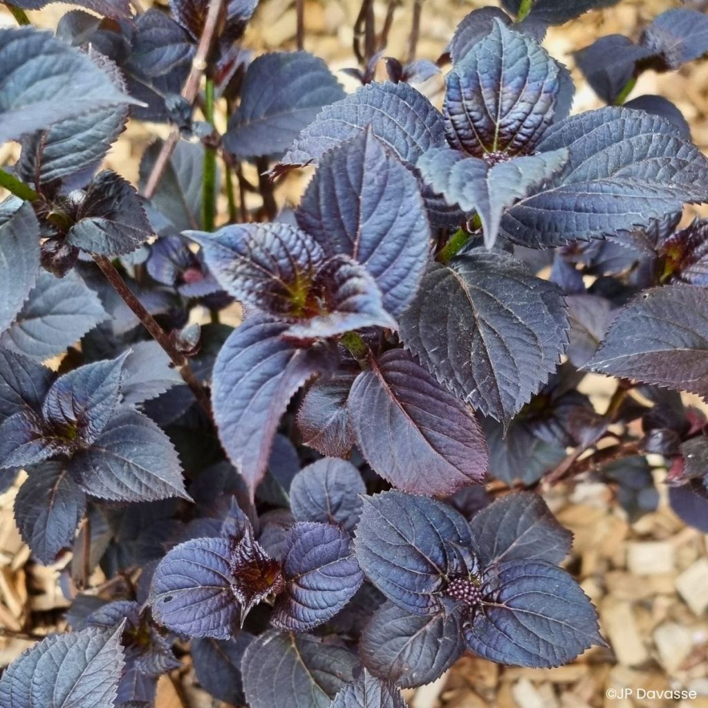 Hydrangea Black Velvet Darbi - Hortensia 