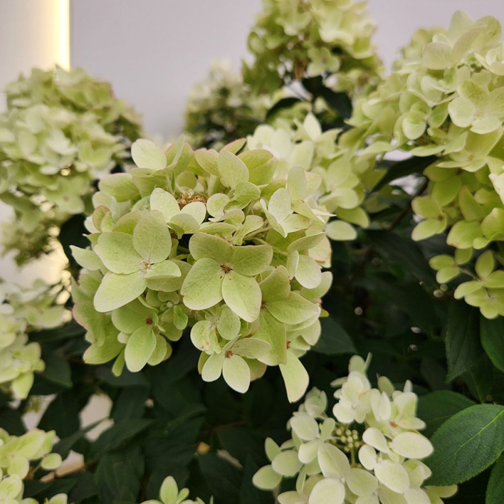 Hydrangea paniculata Groundbreaker Ruby - Hortensia en pánico