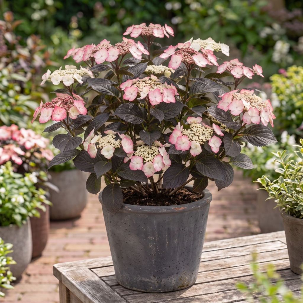Hydrangea serrata Choco White - Hortensia 