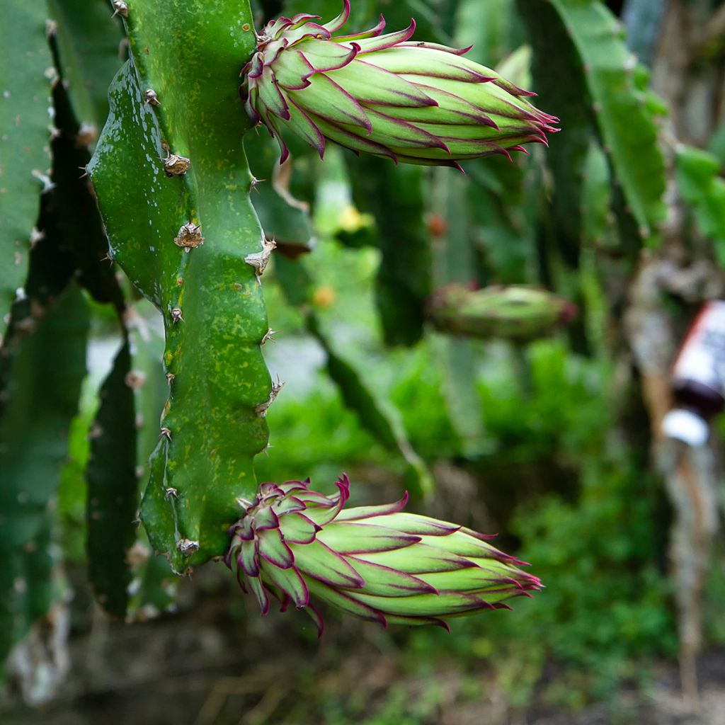 Hylocereus megalanthus - Pitaya Amarilla
