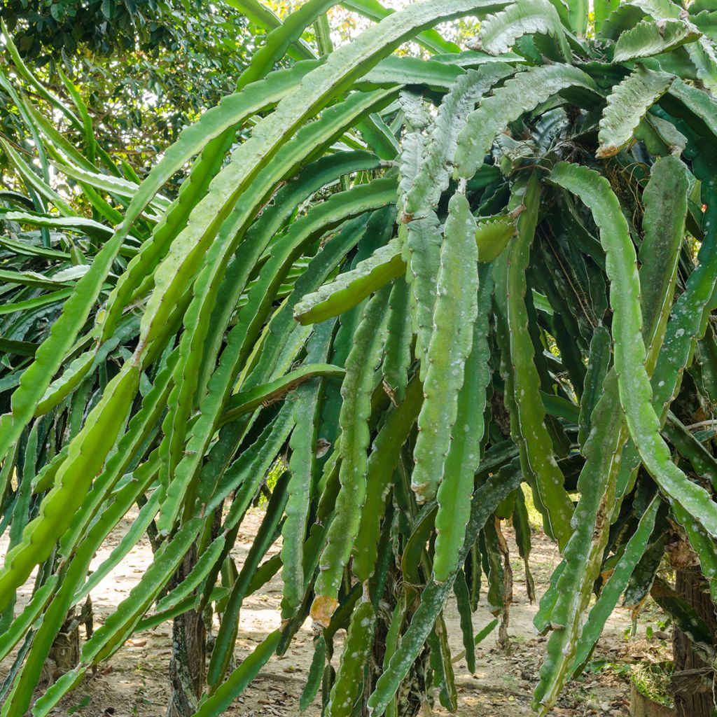 Cactus trepador - Hylocereus undatus