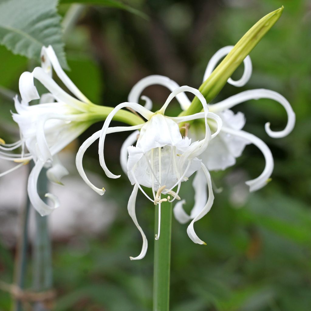 Hymenocallis festalis Zwanenburg - Lirio araña