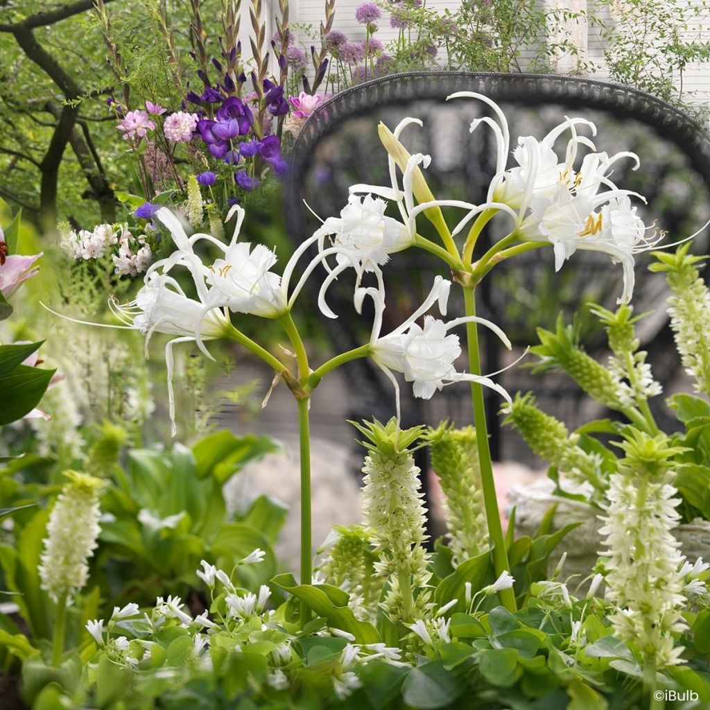 Hymenocallis festalis Zwanenburg - Lirio araña