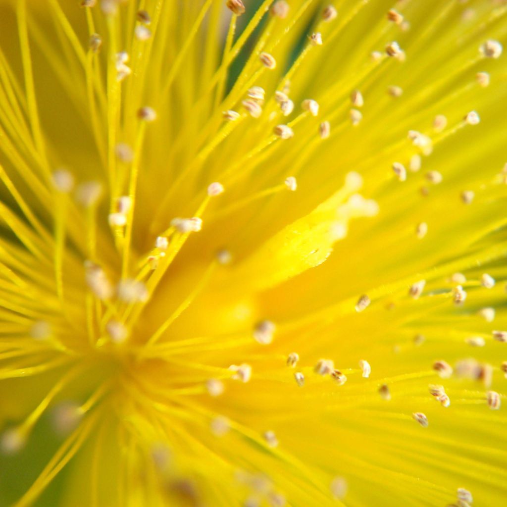 Hypericum calycinum - Hiperico rastrero