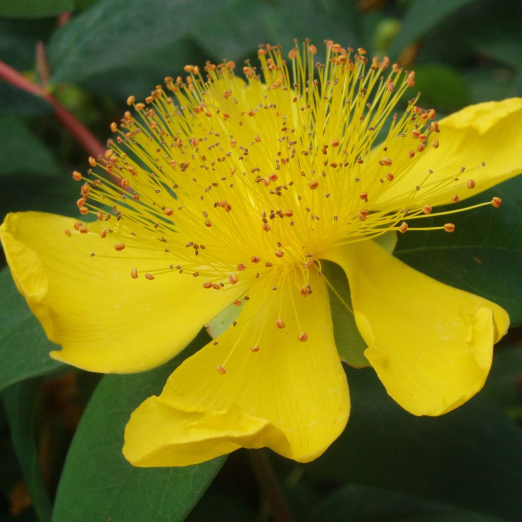 Hypericum calycinum - Hiperico rastrero