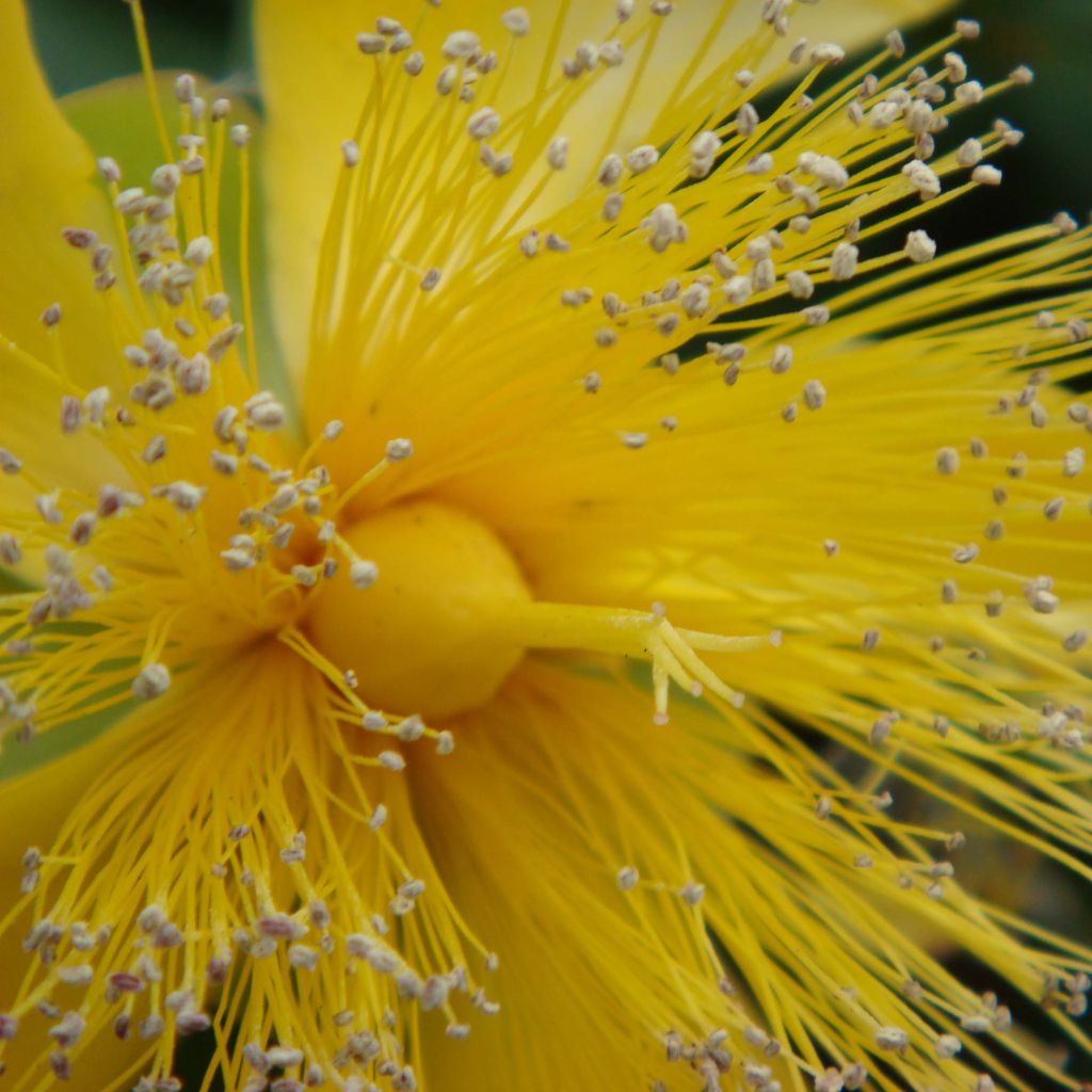 Hypericum calycinum - Hiperico rastrero