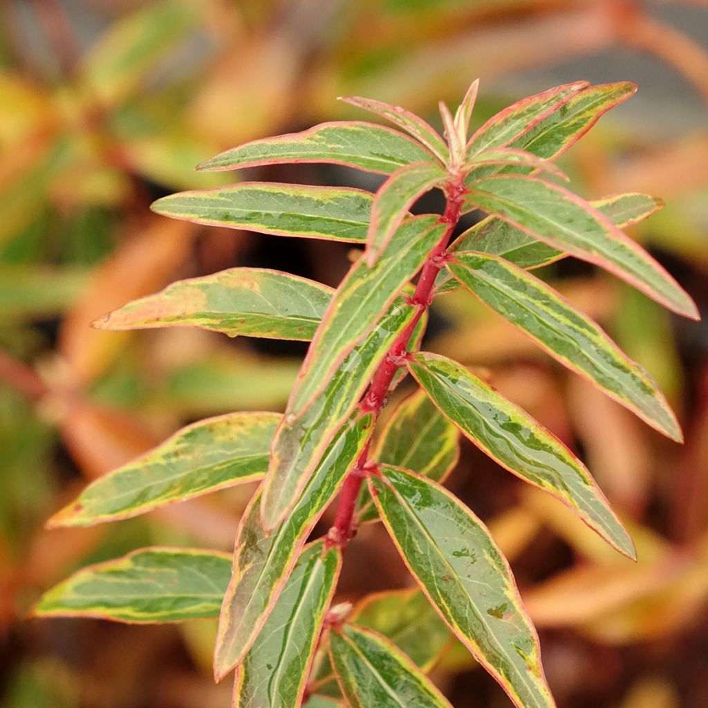 Hypericum Hidcote Limelight - Hipérico