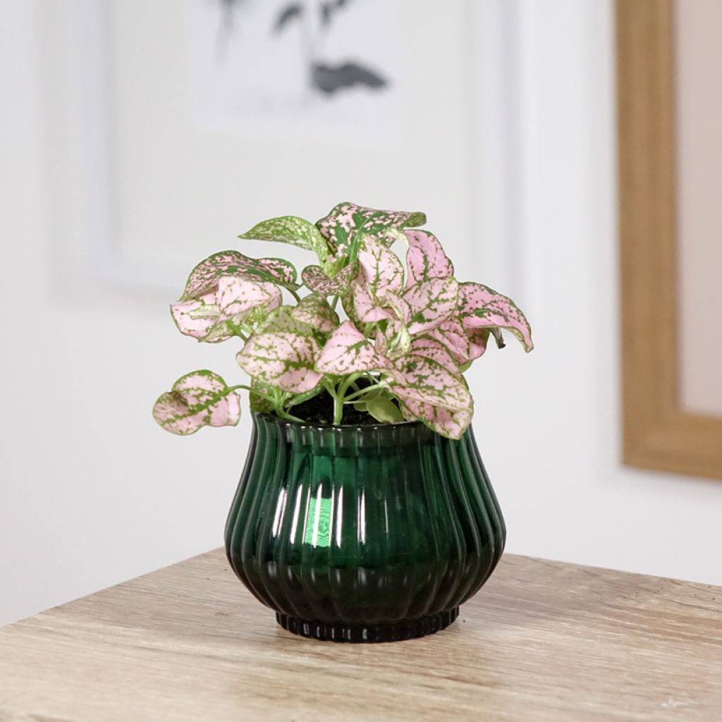 Hypoestes phyllostachya Pink (Hoja de sangre rosa)