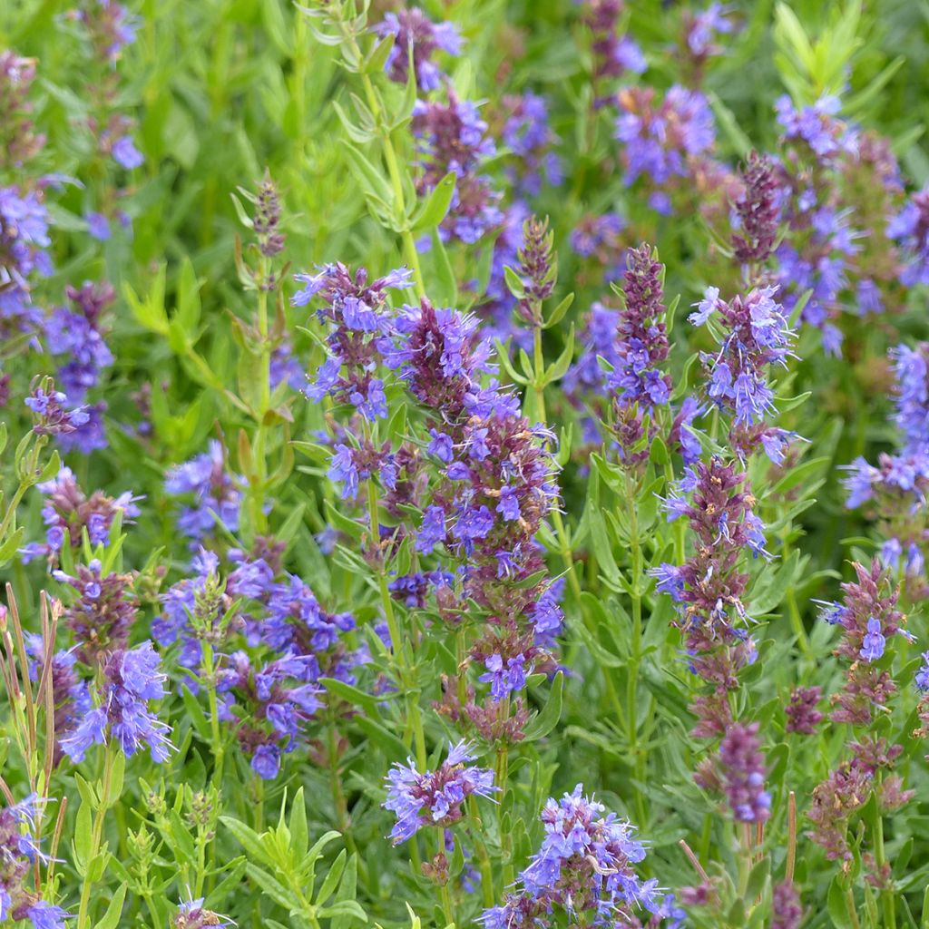 Hisopo azul - Hyssopus officinalis