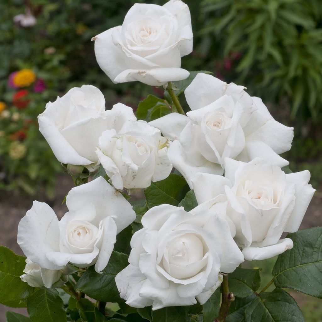 Rosal Annapurna (Rosal de pie alto)