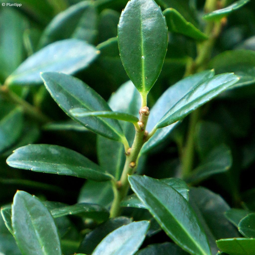 Acebo japonés Luxus Hedge - Ilex crenata