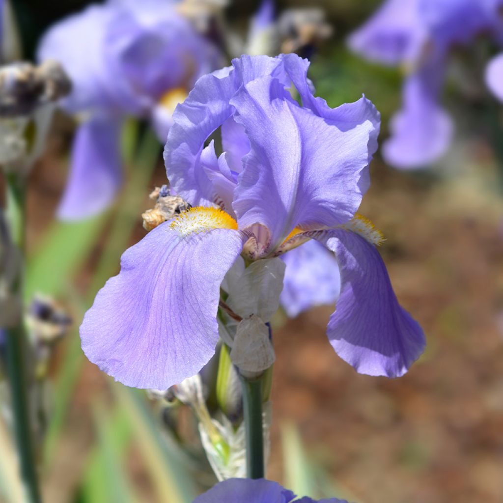 Iris pallida Argentea Variegata