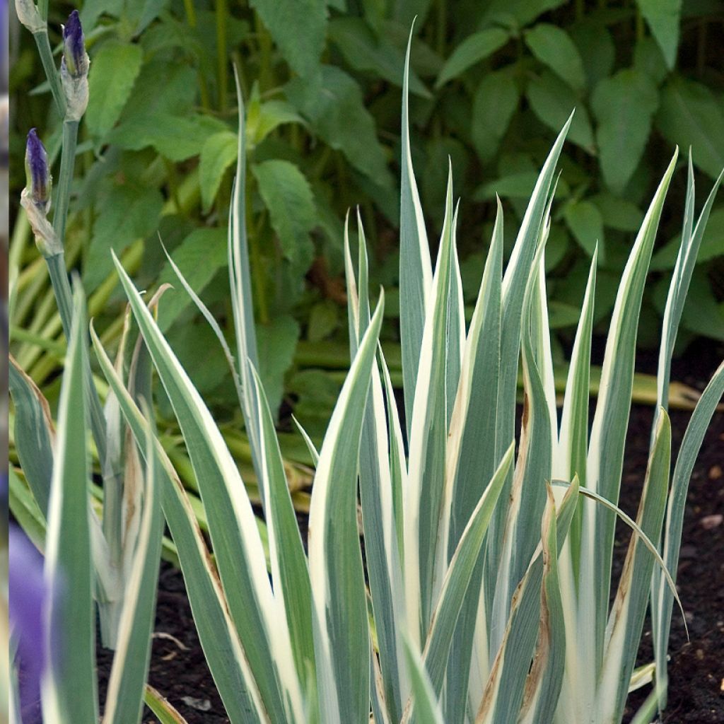 Iris pallida Argentea Variegata