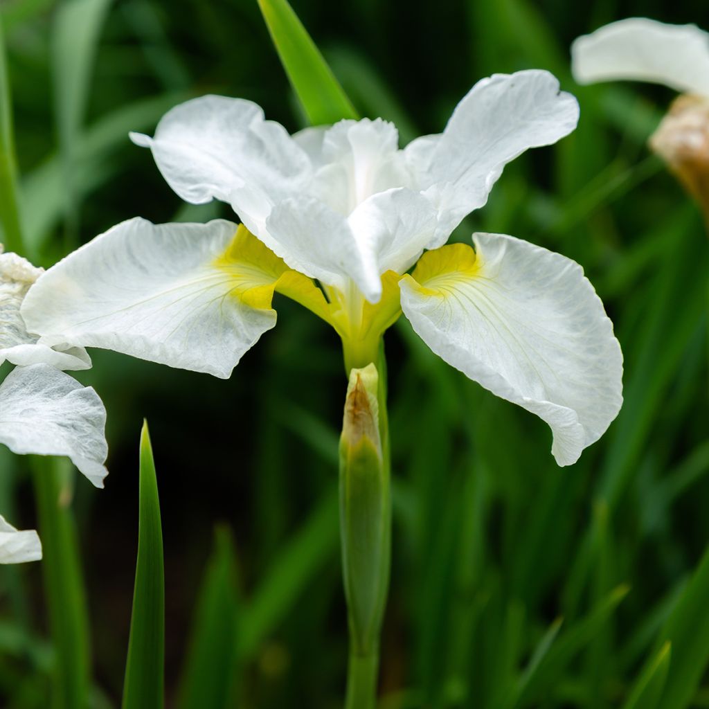Iris sibirica Snow Crest - Lirio de Siberia