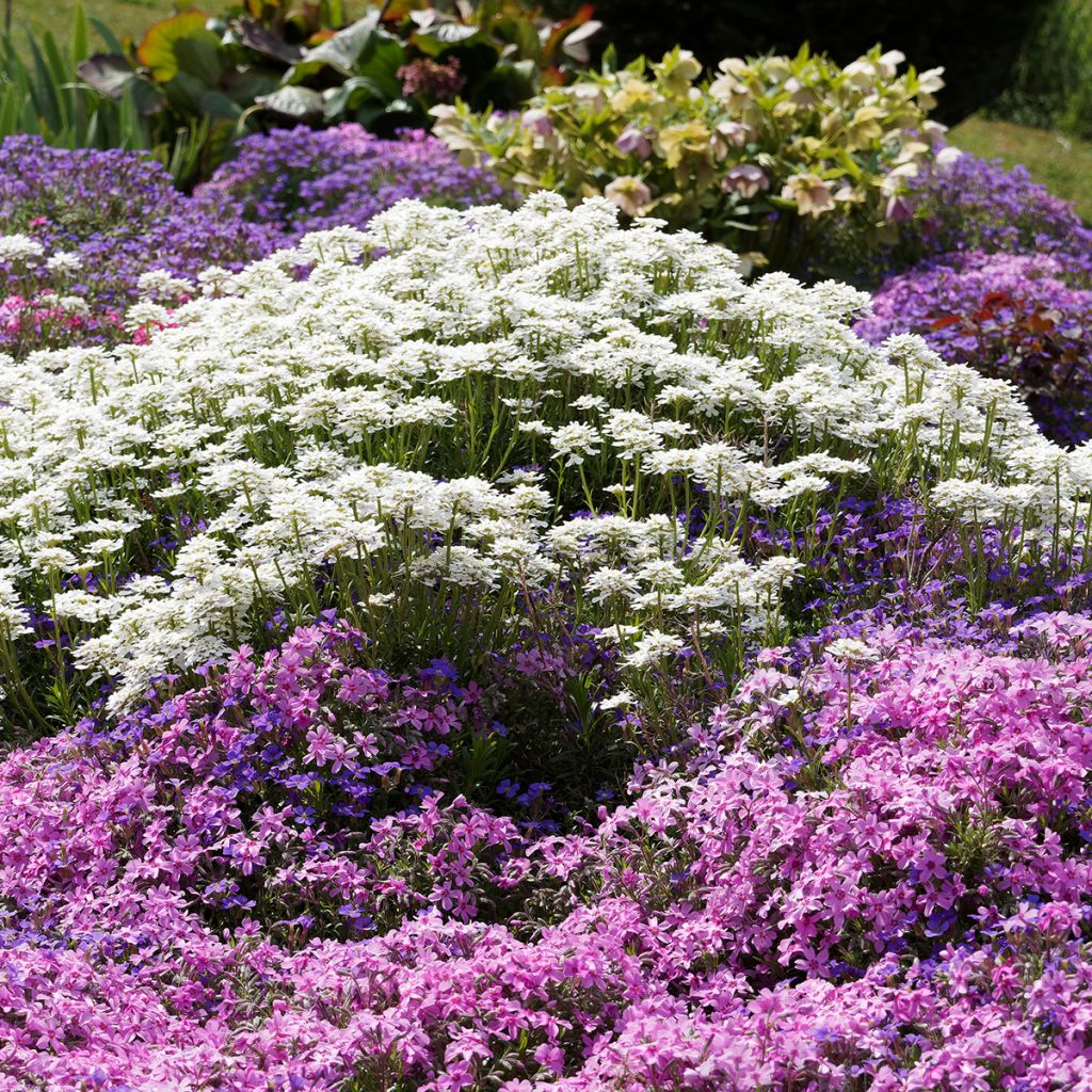 Iberis sempervirens Snowflake - Carraspique