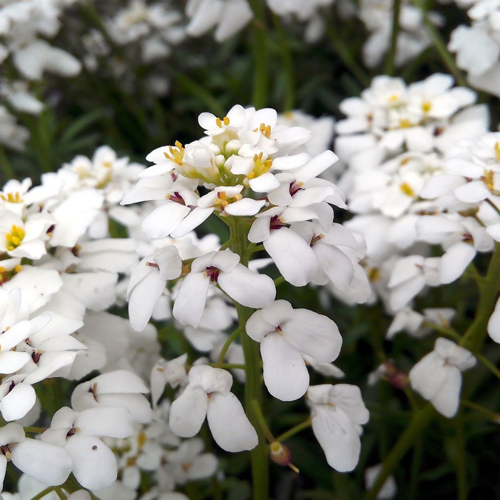 Iberis sempervirens Snowflake - Carraspique