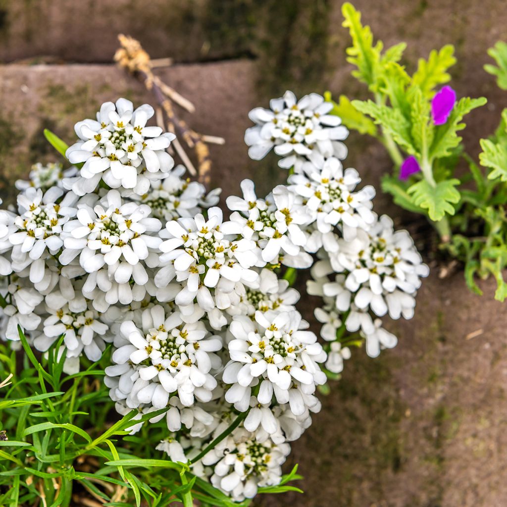 Iberis sempervirens - Carraspique