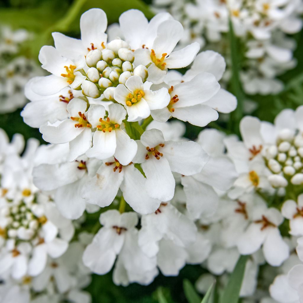 Iberis sempervirens - Carraspique
