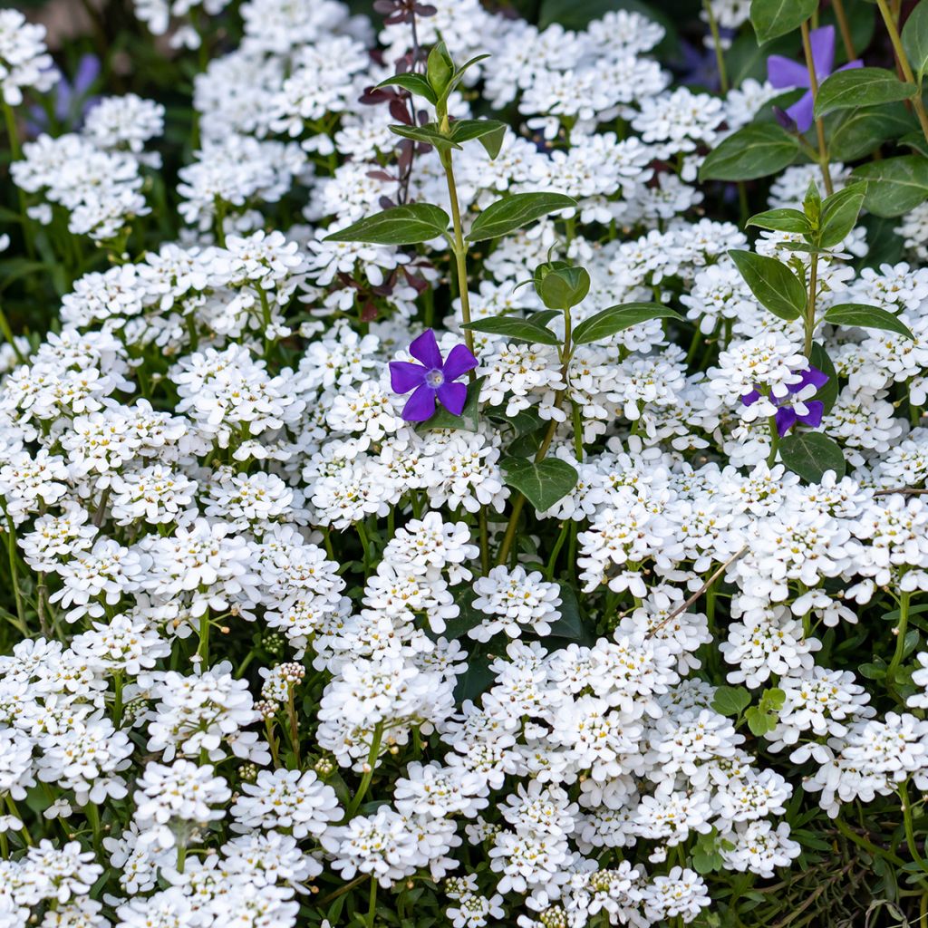 Iberis sempervirens - Carraspique