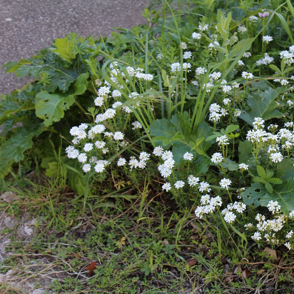 Iberis sempervirens - Carraspique